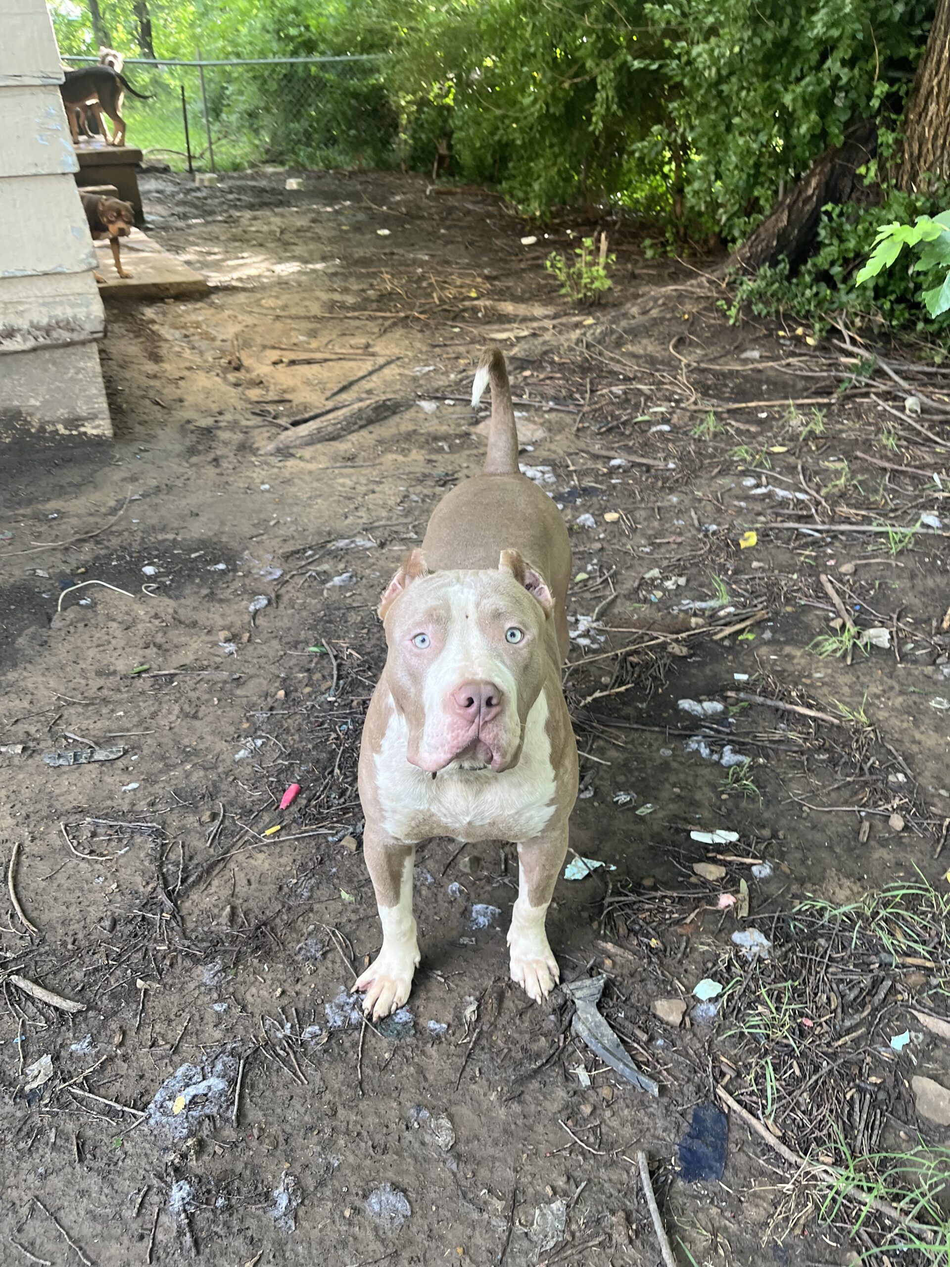 Dog Featured Image
