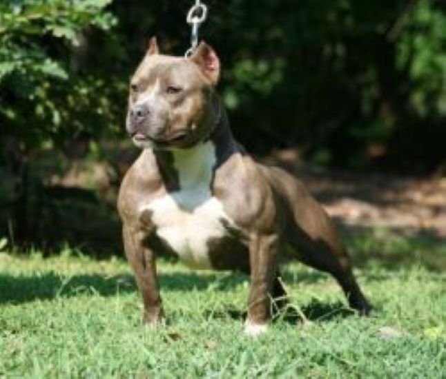 Dog Featured Image