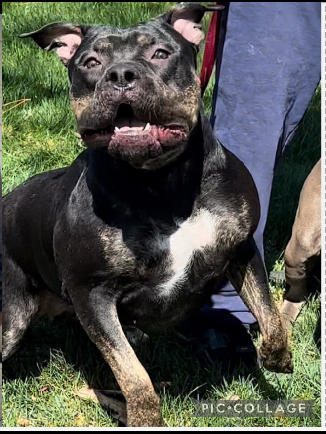 Dog Featured Image