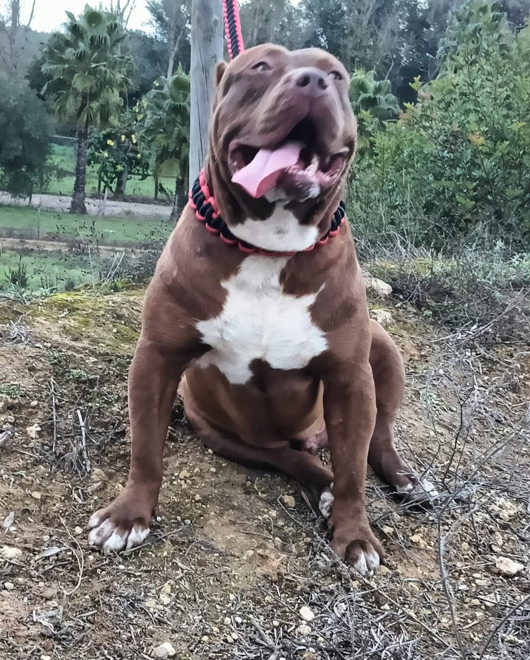 Dog Featured Image