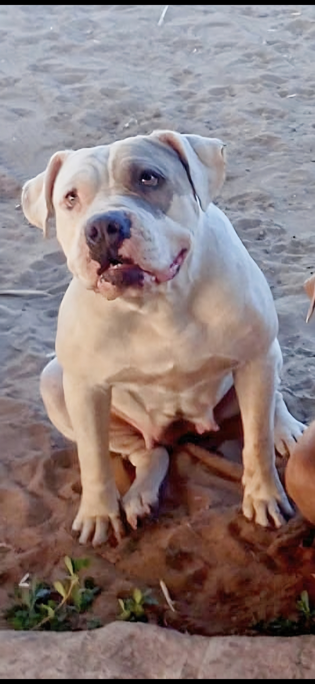 Dog Featured Image