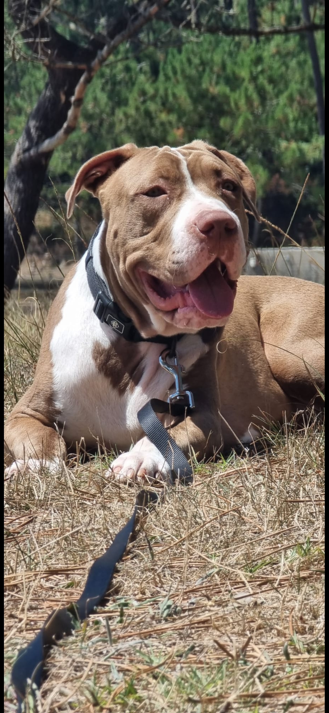 Dog Featured Image