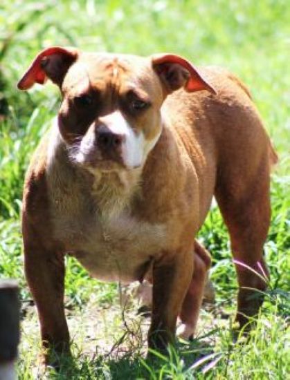 Dog Featured Image