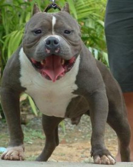 Dog Featured Image