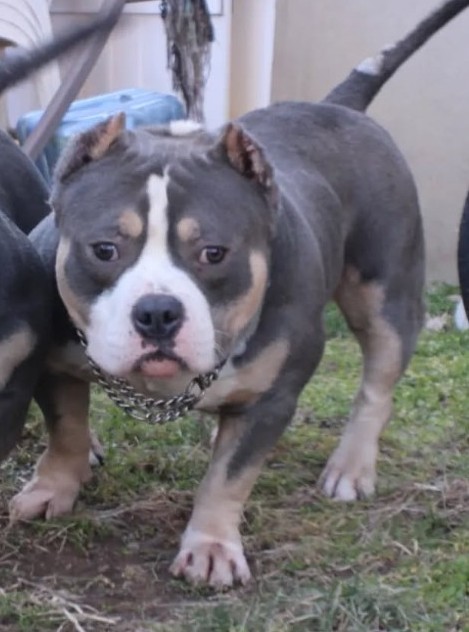 Dog Featured Image