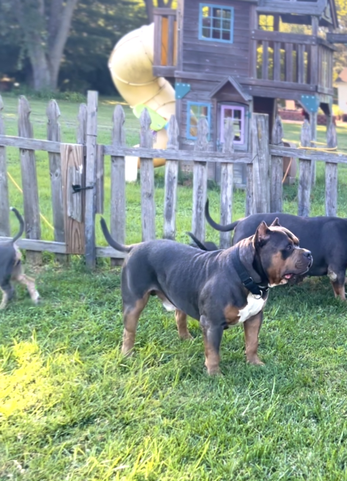 Dog Featured Image