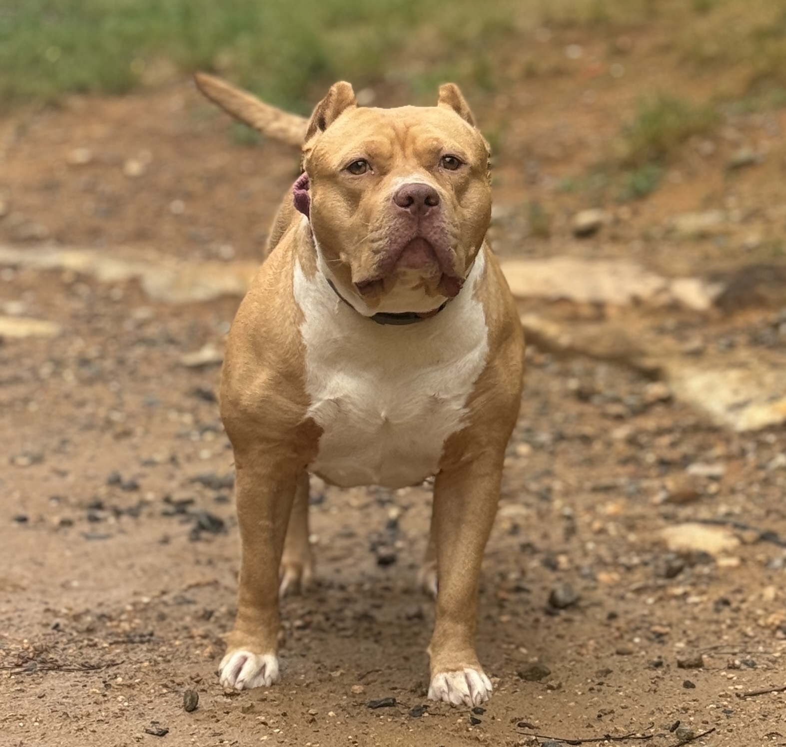 Dog Featured Image
