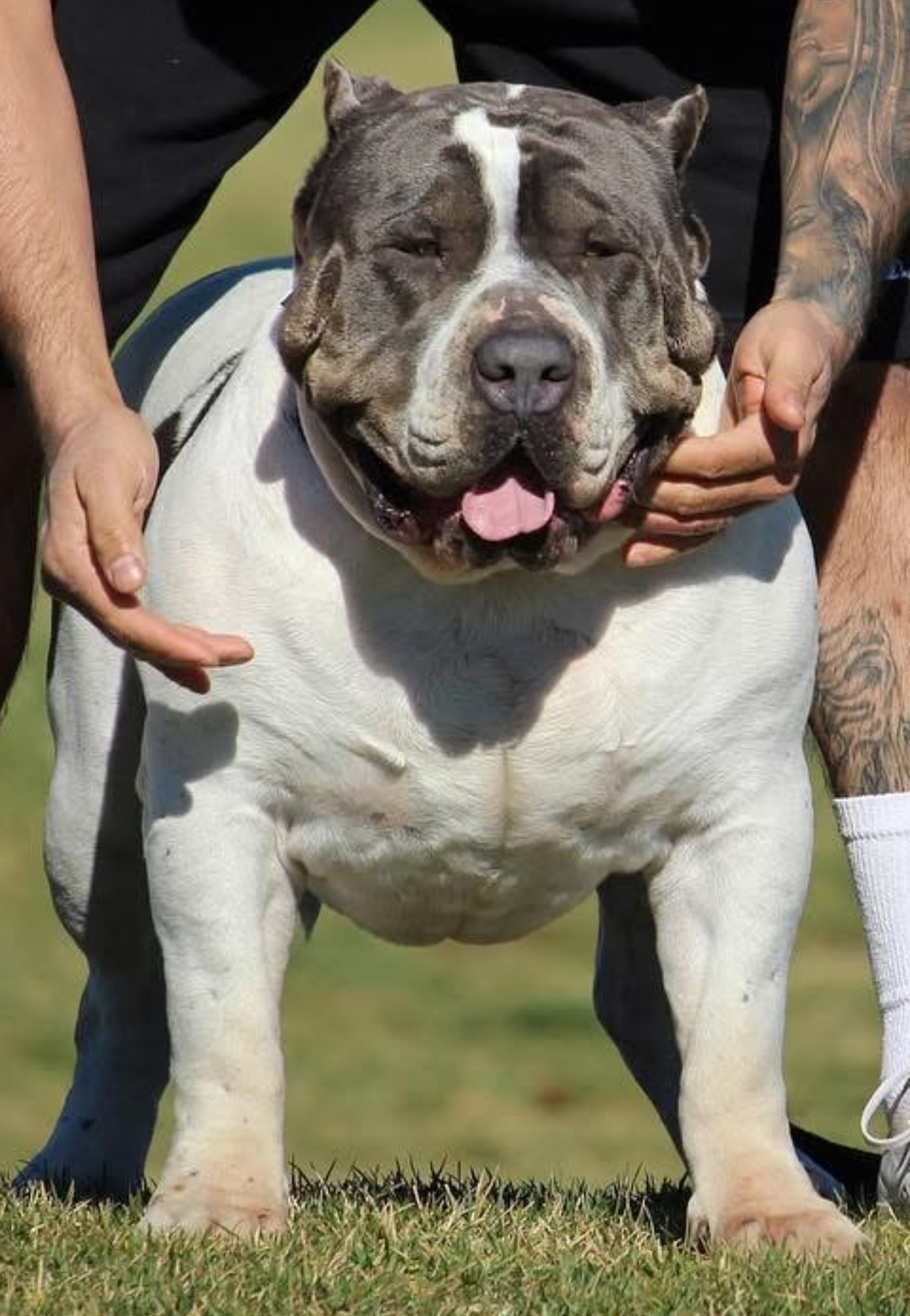 Dog Featured Image