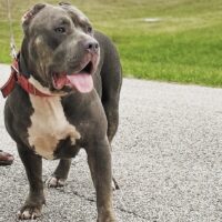 Dog Featured Image