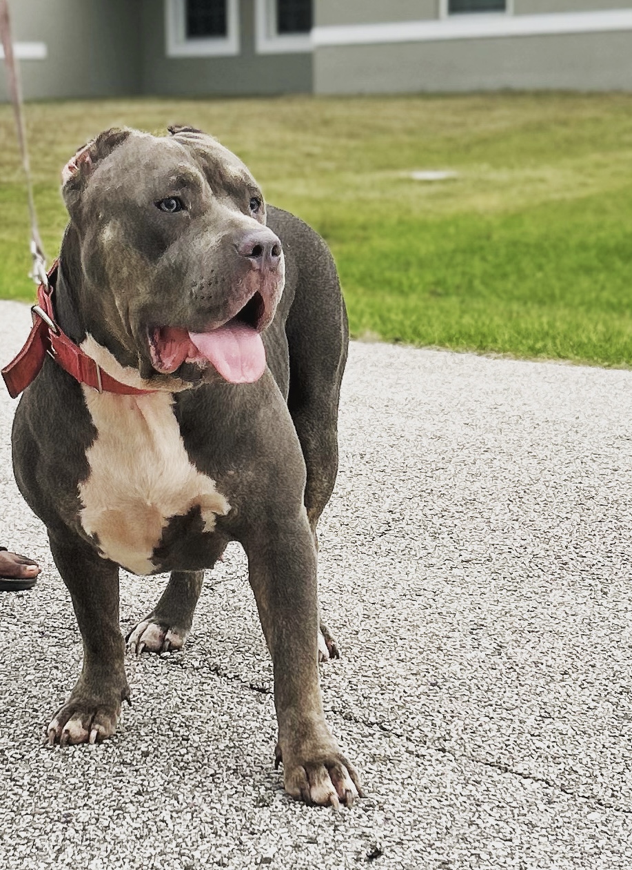 Dog Featured Image