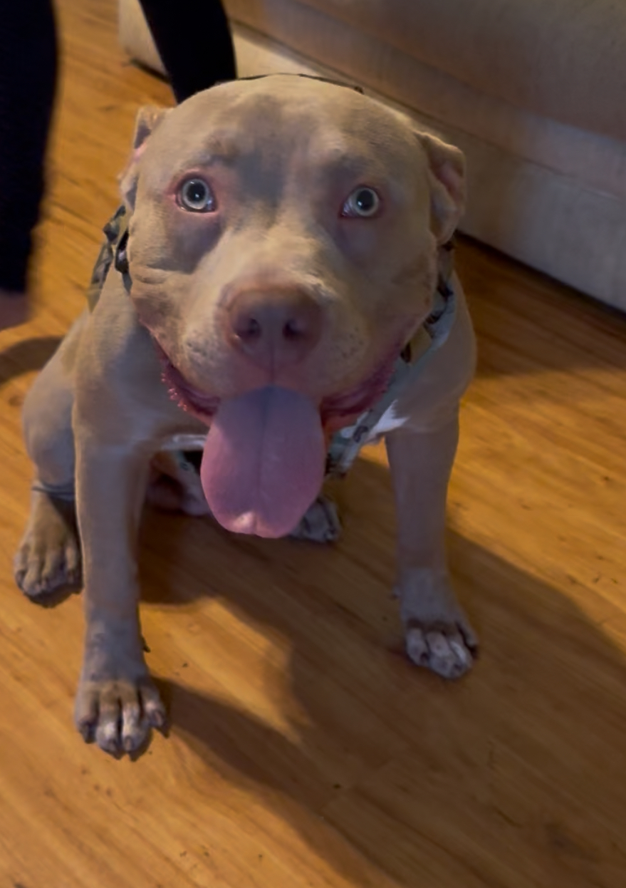 Dog Featured Image