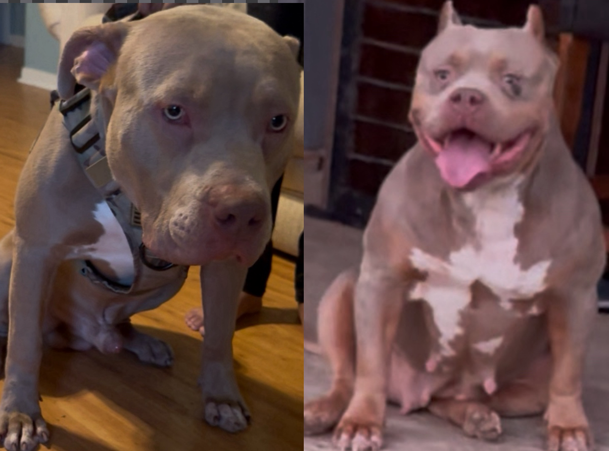 Dog Featured Image