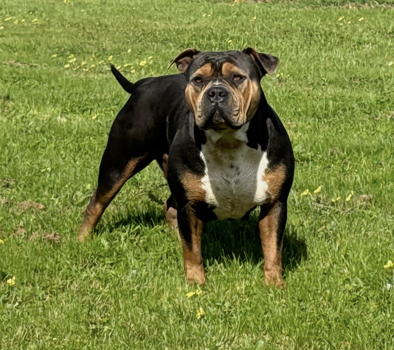 Dog Featured Image