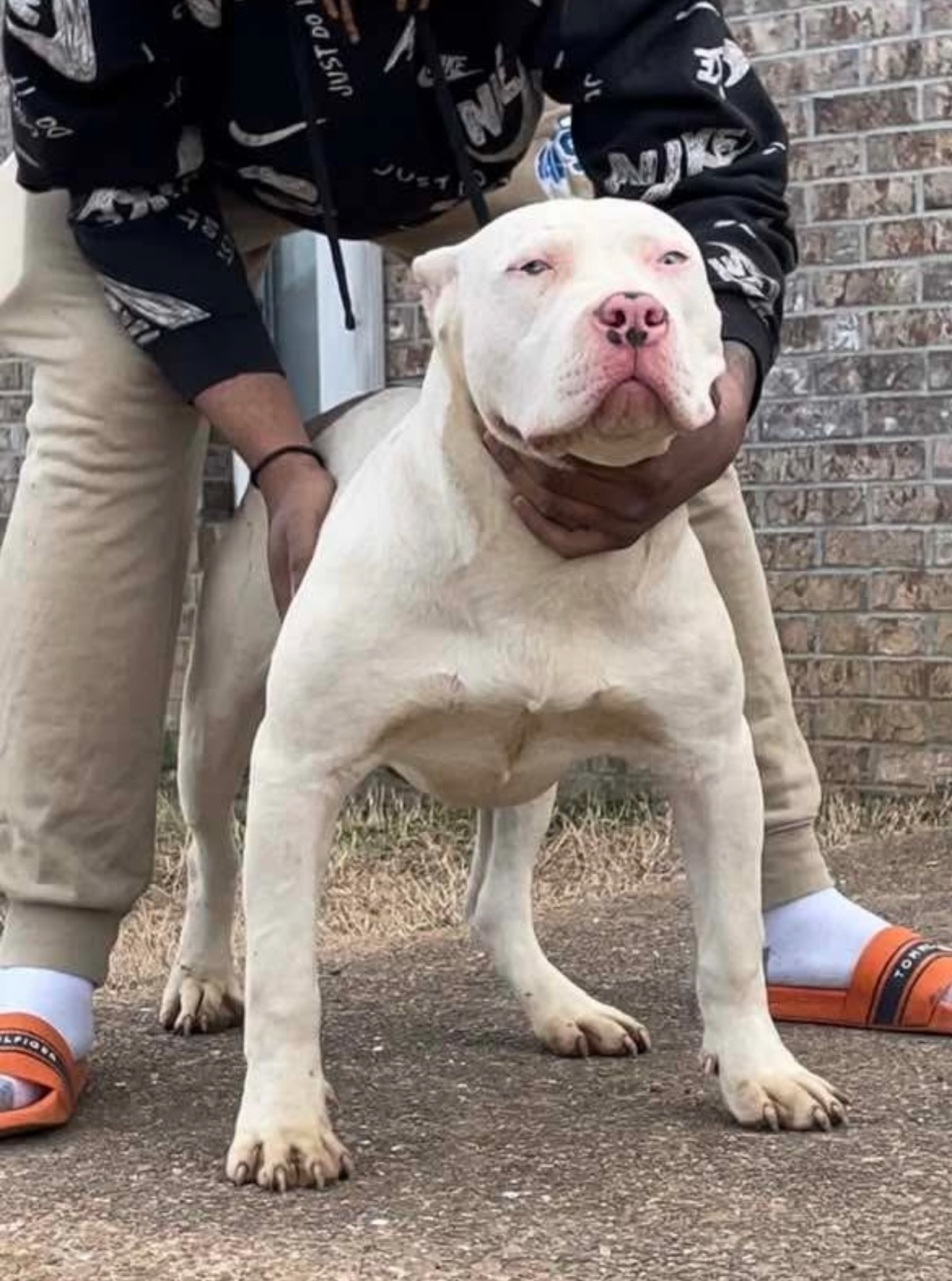 Dog Featured Image