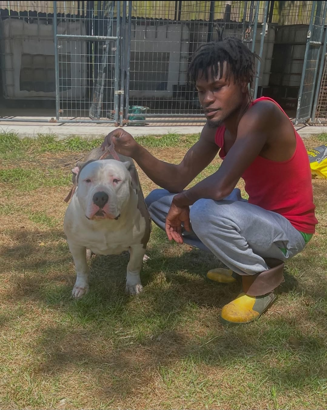 Dog Featured Image