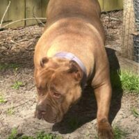 HHB Sweetie of Level Up Kennels