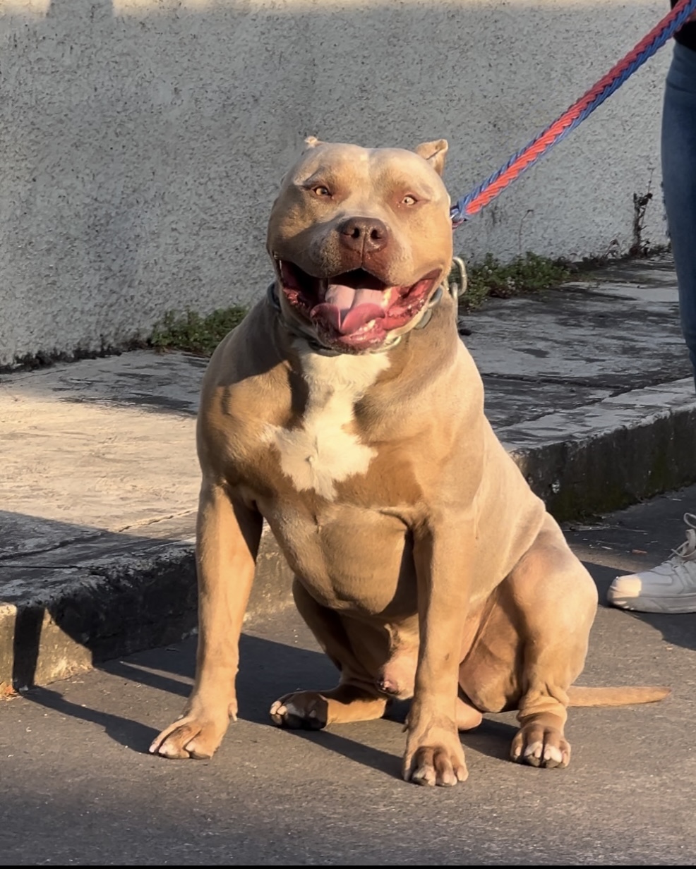 Dog Featured Image