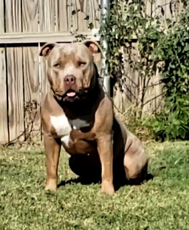 Dog Featured Image