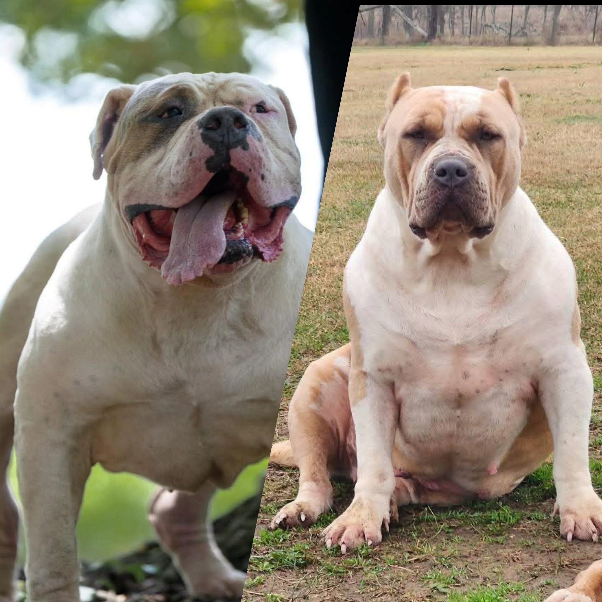 Dog Featured Image