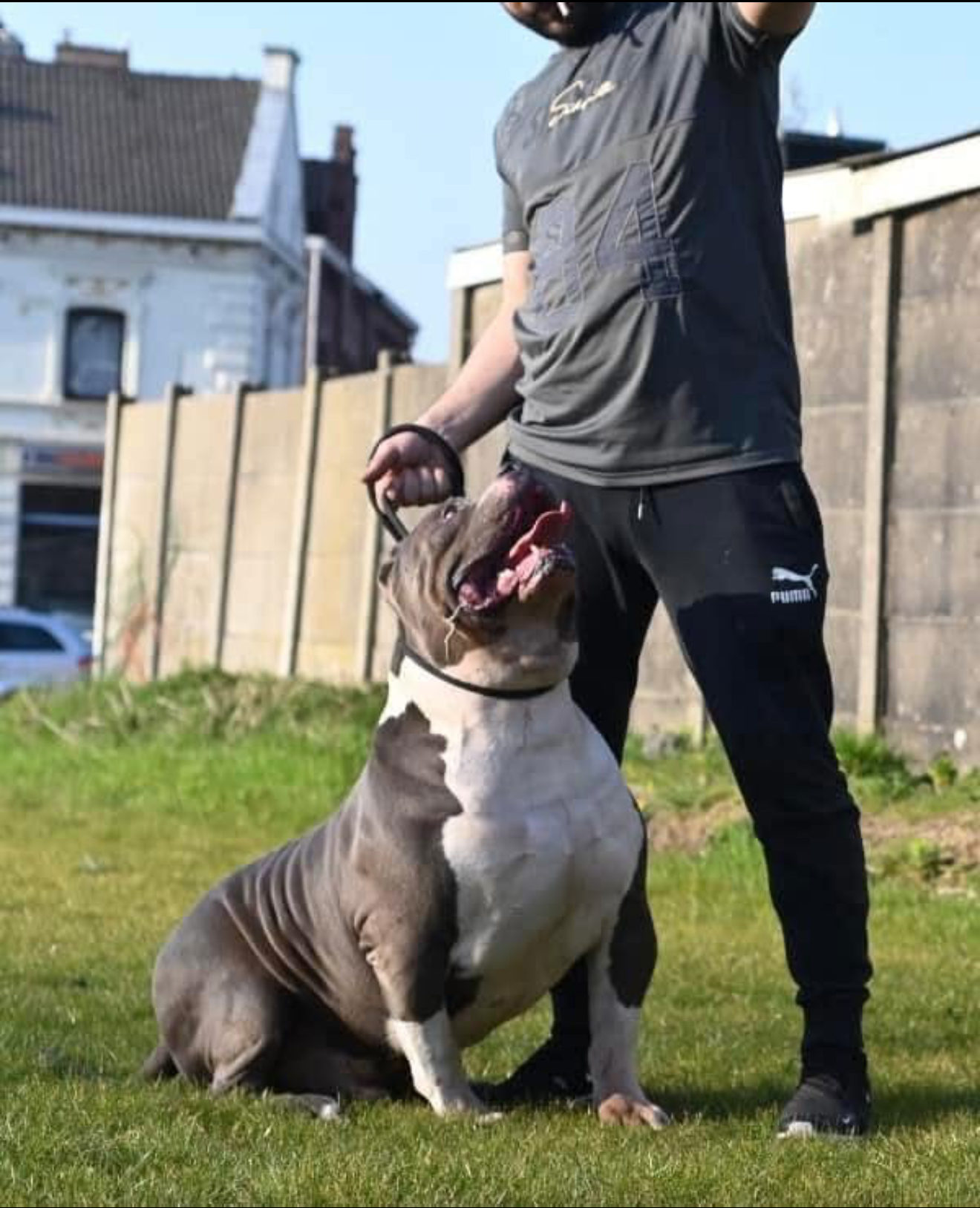 Dog Featured Image