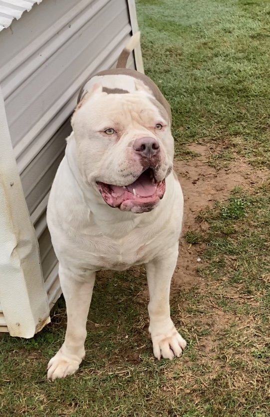 Dog Featured Image