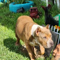 Trucking Bully kennels Chevy