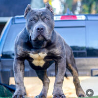 ABM’s Monster