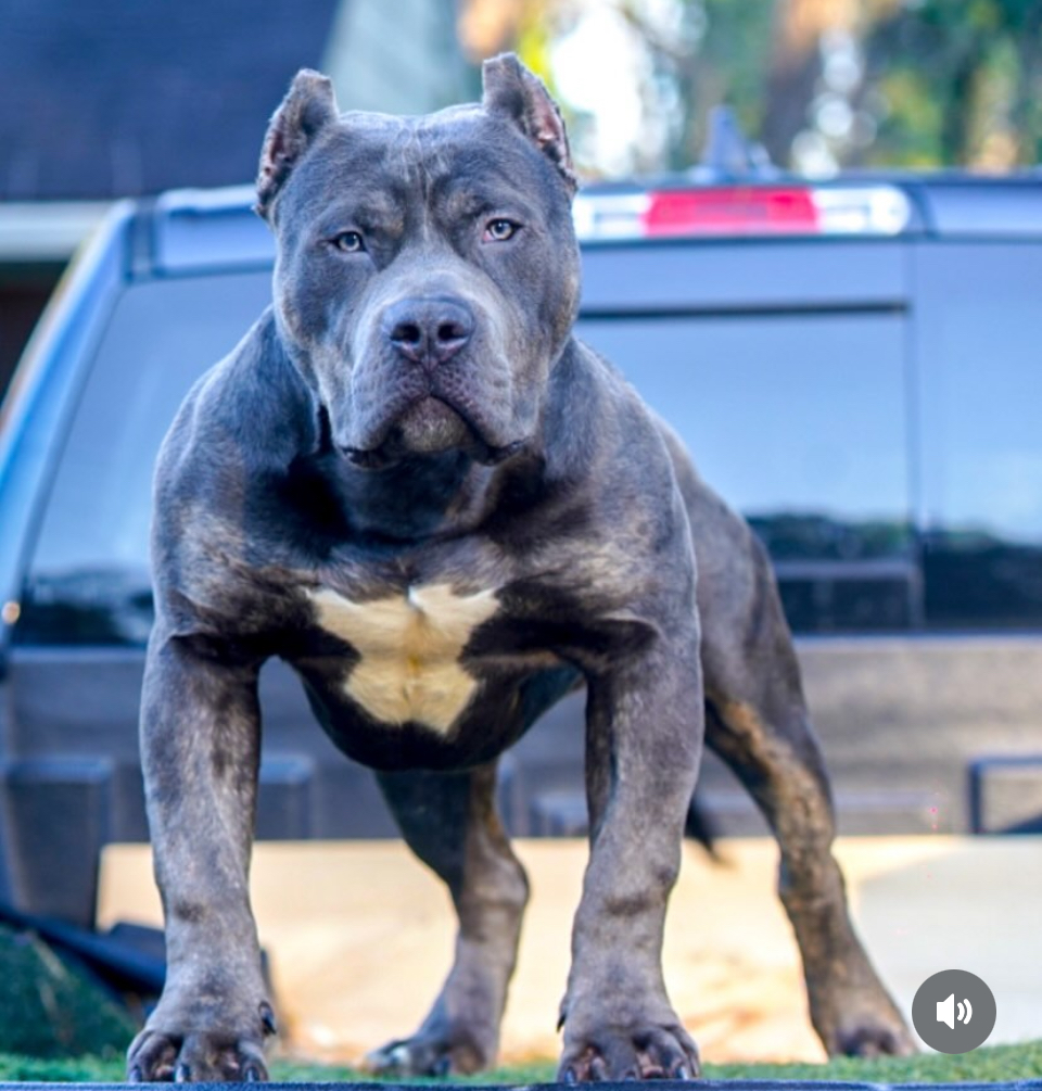 Dog Featured Image