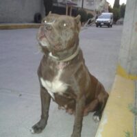 Castro’s Celyla