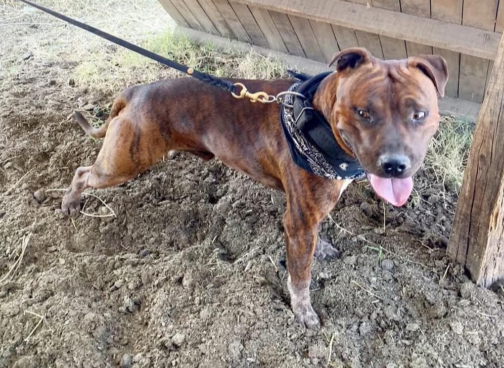 Dog Featured Image