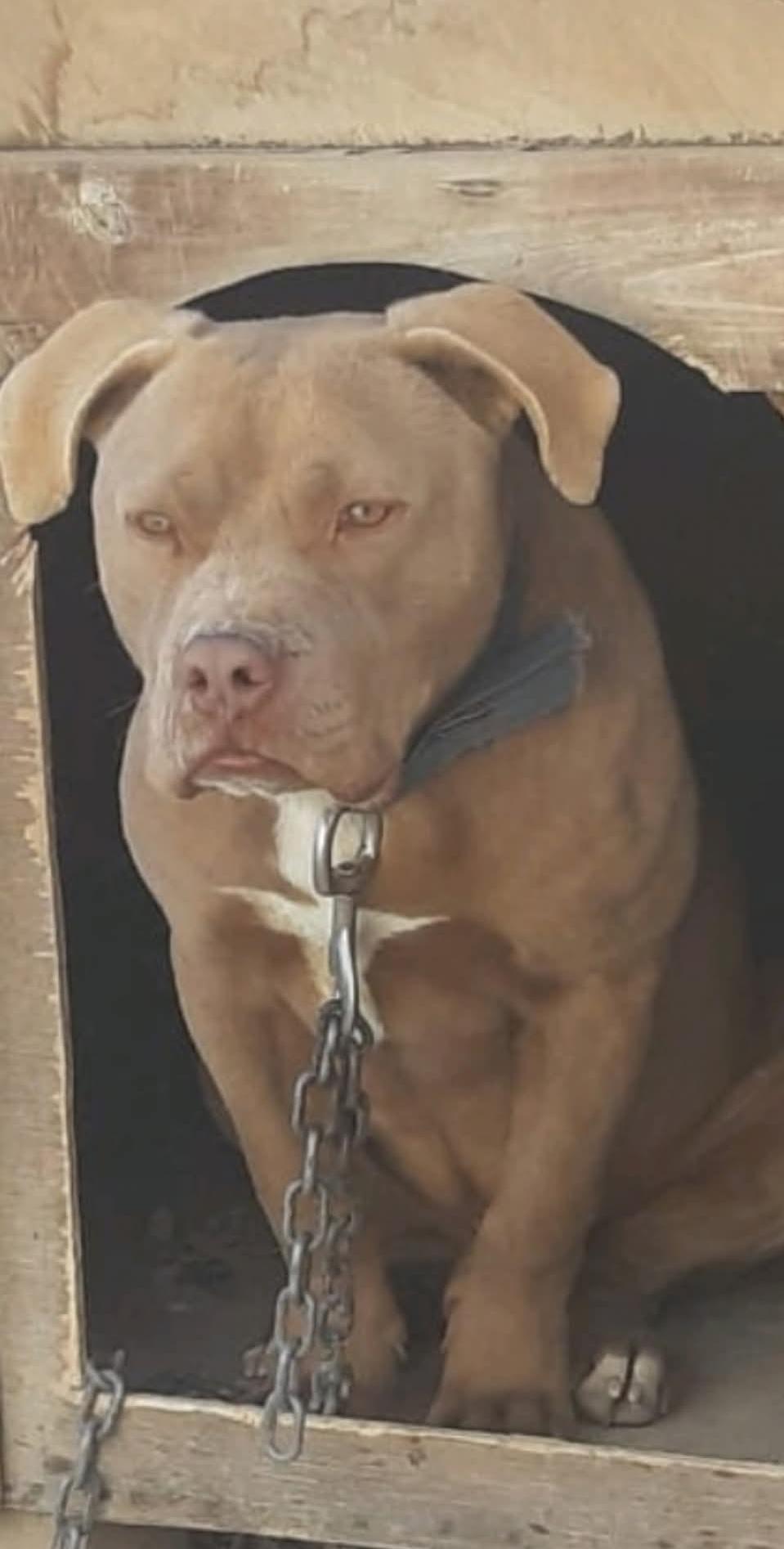 Dog Featured Image