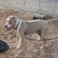 Garcio