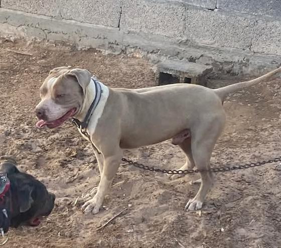 Dog Featured Image