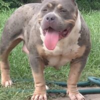 BigFams Cha Cha of Cartel VA BULLY