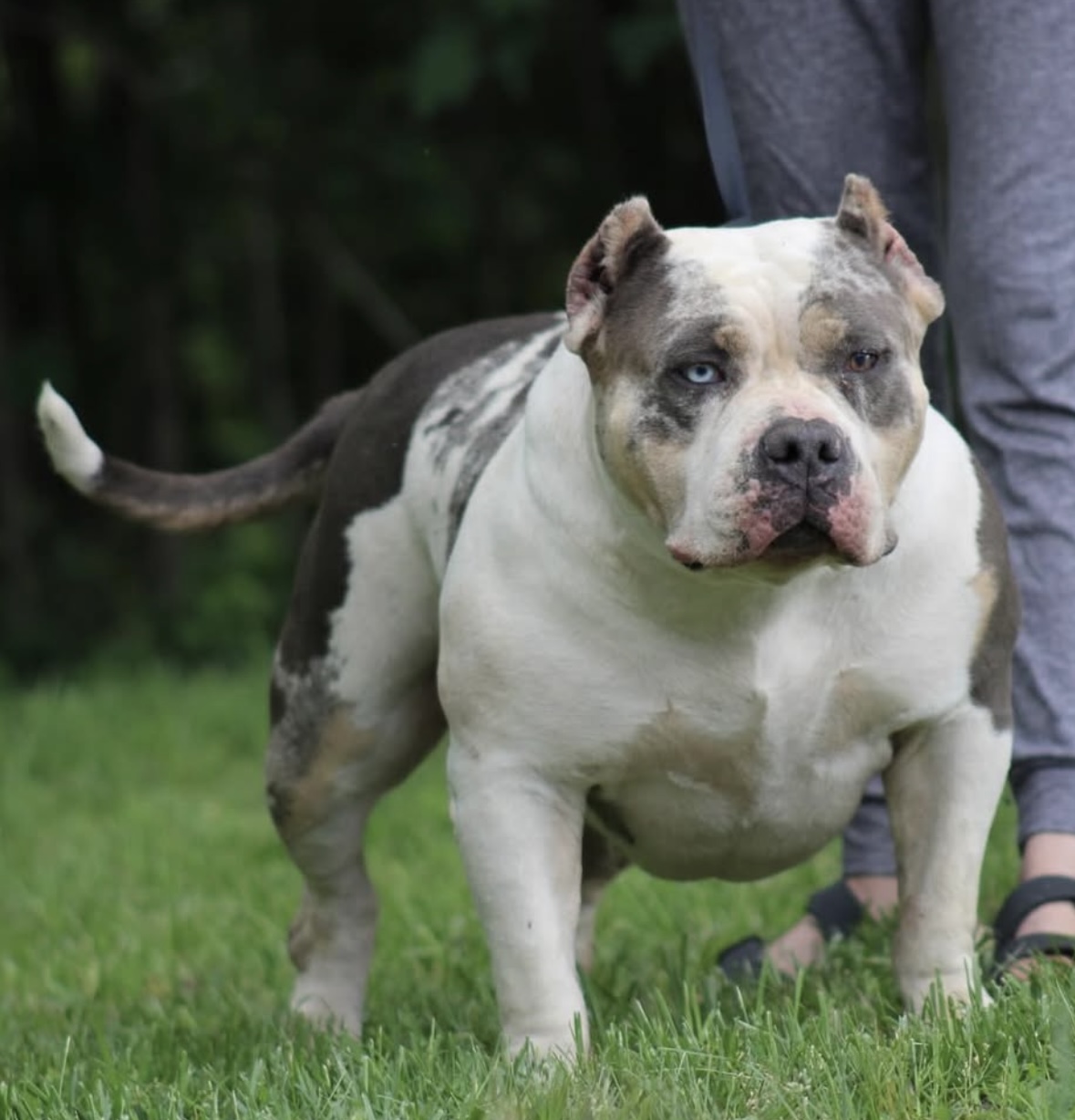 Dog Featured Image
