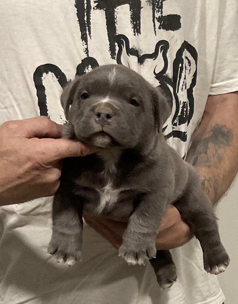 Dog Featured Image