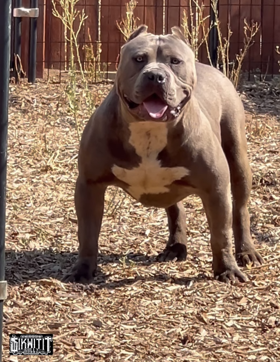 Dog Featured Image