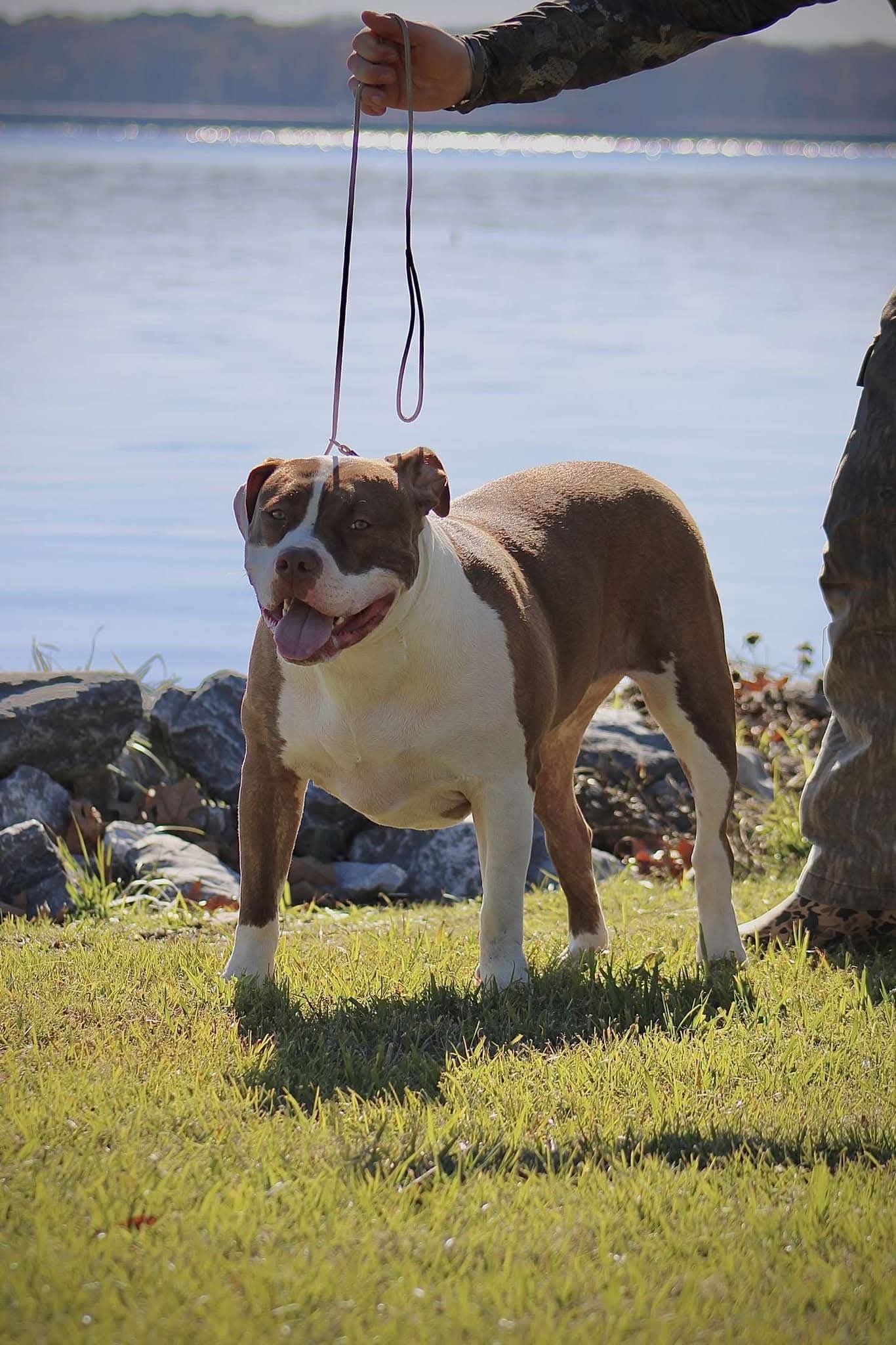 Dog Featured Image