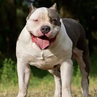 TITAN BULLY’S STAR