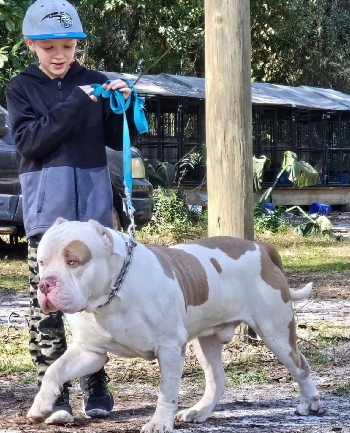 Dog Featured Image