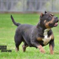 TainoBully Zena of Blackline