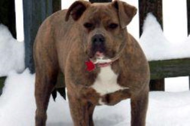 Dog Featured Image