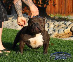 Dog Featured Image