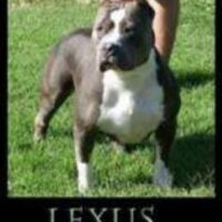 Blue Pride Lexus