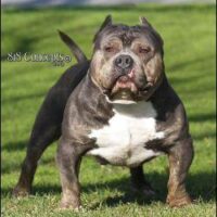 Blue Pride Rex