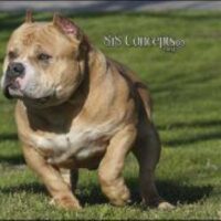 Blue Pride’s Pumba BP DNA-P CP