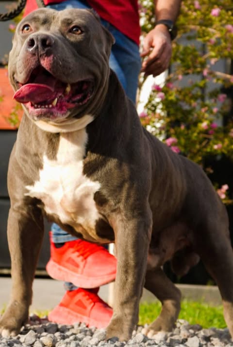 Dog Featured Image