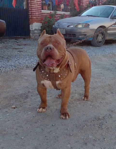 Dog Featured Image