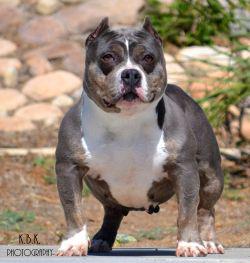 Dog Featured Image