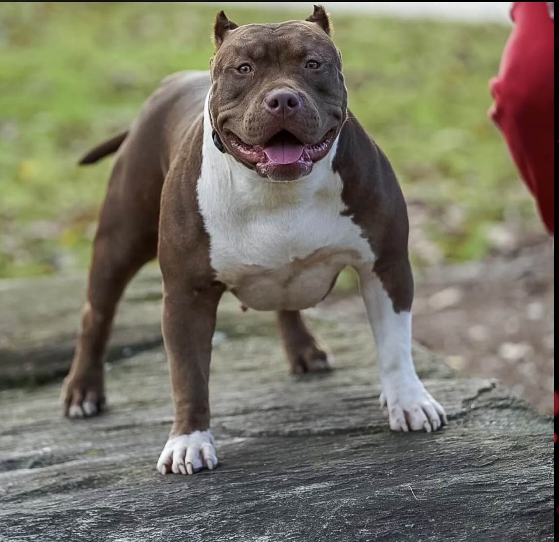 Dog Featured Image